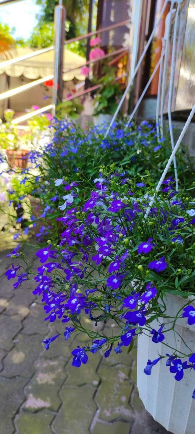 Гостиница Верещагинский Сочи-11